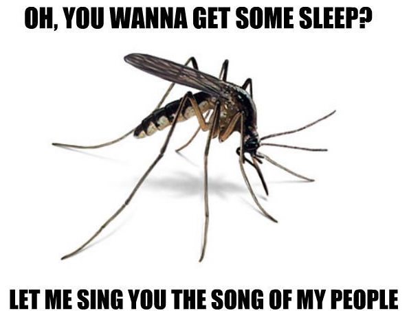mosquito